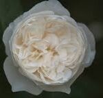 Krūmroze 711- 2,gad.