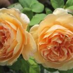 KRŪMROZE 714- 2. gad.