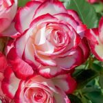 Jubile Du Princs De Monaco