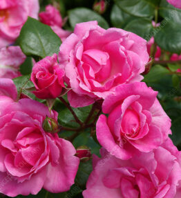 Shrub roses (Rosa Armada = 'Haruseful')