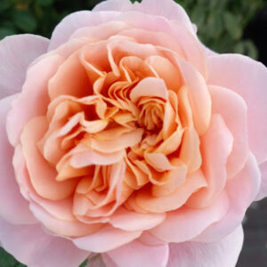 Romantiskā rozes