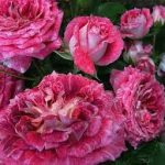 Lets celebration-2.gad.