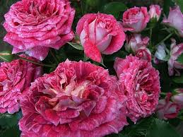 LETS CELEBRAT Lets celebration-2.gad. - Image 1