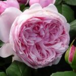 Krūmroze 753-2. gad.