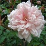 Krūmroze 763-2. gad.