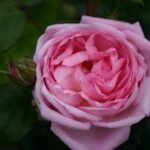 krūmroze 728-2. gad.