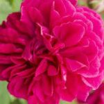 Krūmroze-766A-2. gad.