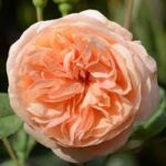 Krūmroze 708-2. gad.