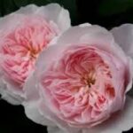 Krūmroze 750A-2. gad.