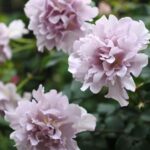 TILIA-Japānas 2. gad.