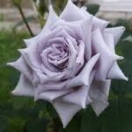 CHATEAU MYRTILLE-2. gad.