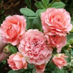 CORAIL GELEE- Japānas