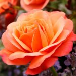 CORAL LIONS ROSE