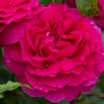 KRŪMROZE 726A- 2. gad.