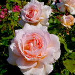 JARDIN DES TUILERIES