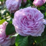 LE CIEL BLEU- japānas