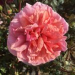 MISSING YOU -2. gad.