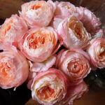 PRINCESS AIKO-2. gad.