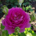 PRINCESSE D ORIENT SHEHERAZAD