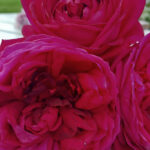 REPUBLIQUES DE MONMARTINE