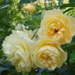 CREME BRULEE /SONNENSCHIRM