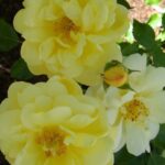 SUNNY ROSE - 2. gad.