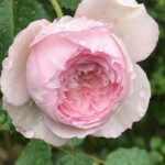 Krūmroze 763A -2.gad.