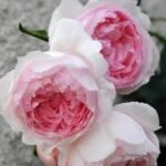 KRŪMROZE 766B-2. gad.