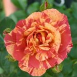 Alfred Sisley -2.gad.