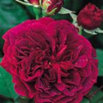 Astrid Grafin Von Hardenberg