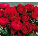 BICENTENAIRE DE GUILLOT