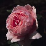 Krūmroze 707- 2. gad