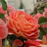 Chateau de La Galoisiere