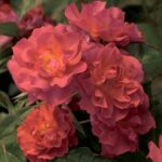 Cinco de Mayo- 2.gad.