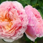 Delicious Gourmandise