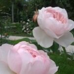 Krūmroze 720A 2. gad.