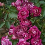 Lets celebration-2.gad.