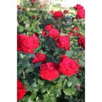 Lubecker Rotspon -2.gad.