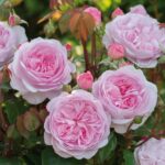 Krūmroze 739  -2.gad.