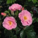 Pink Robusta
