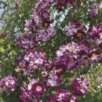 PURPLE SPLASH- 2. gad.