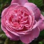 Rosengrafin Marie Henriette