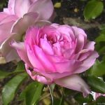 Roseraie de Chatelet -2.gad.