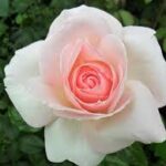 SCHLOSS IMPENBURG/ ALEKSANDRS PUŠKINS