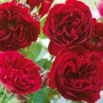 Souvenire d Alphonse Lavallee