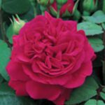 Krūmroze 762-2. gad.