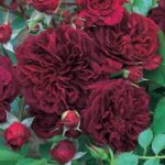 Krūmroze 765 - 2. gad.