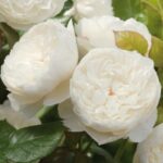 krūmroze 767A-2. gad.