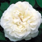 Krūmroze 771- 2. gad.