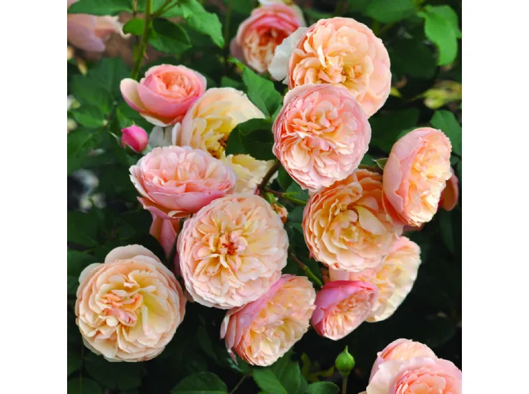 eveline-wild-boznatafra_nen_43909